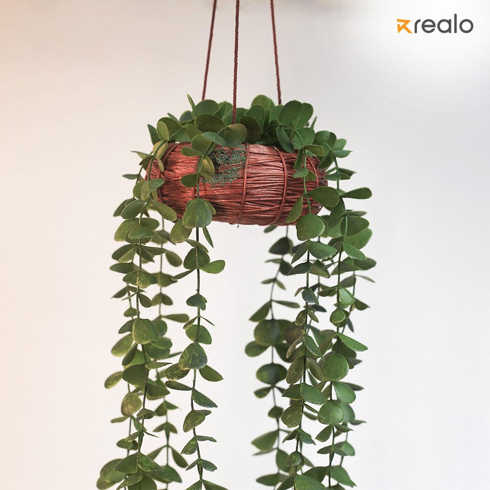 Hanging Senecio Plant - Image 4