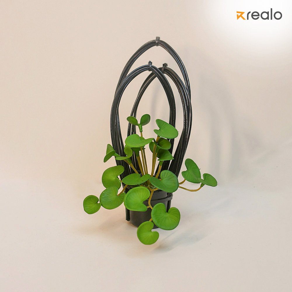 Chinese Money Plant - Image 2