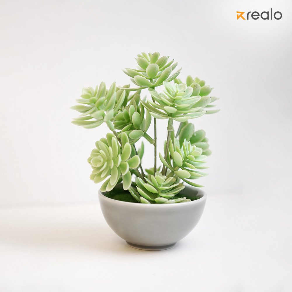 Everleaf Cascade Succulent