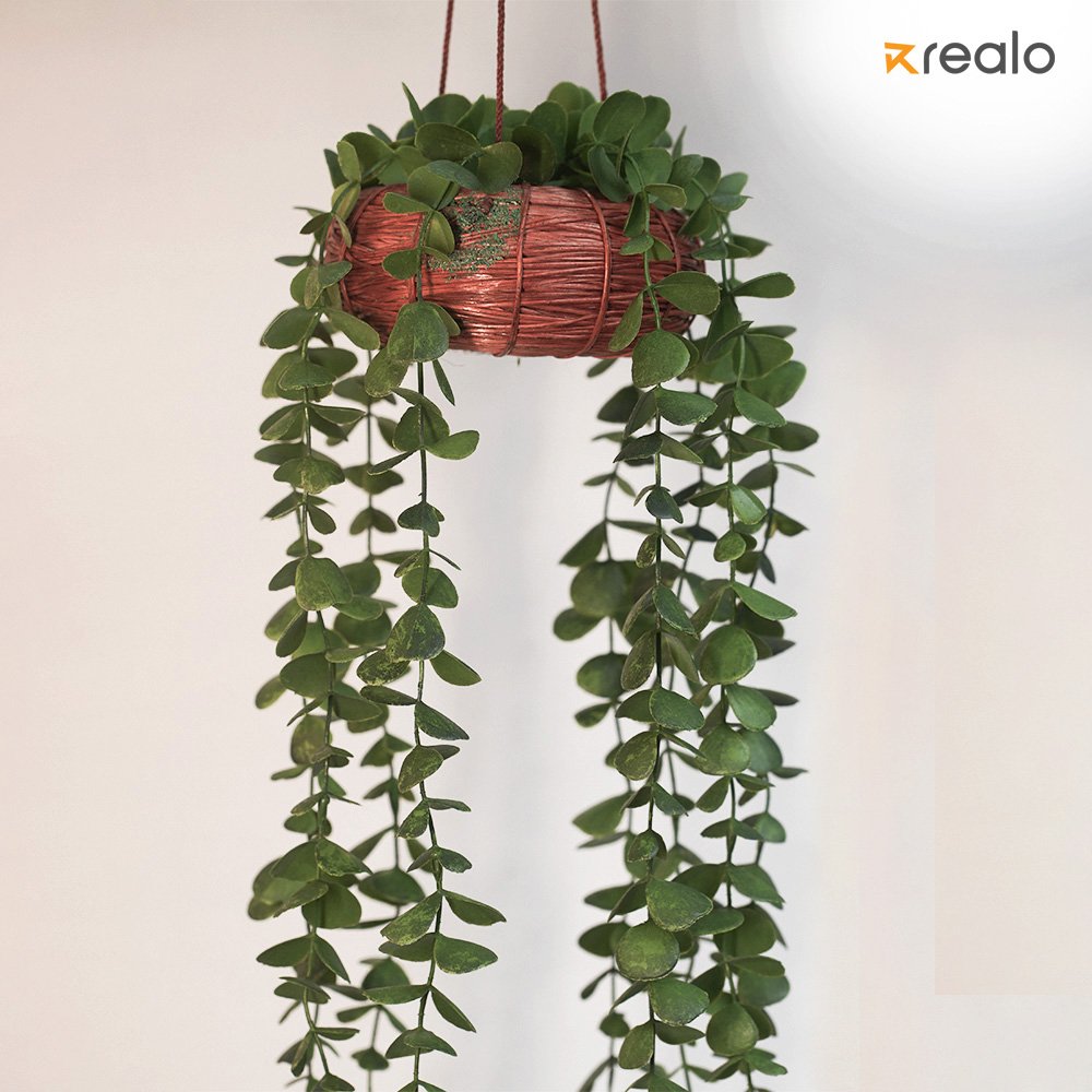Hanging Senecio Plant