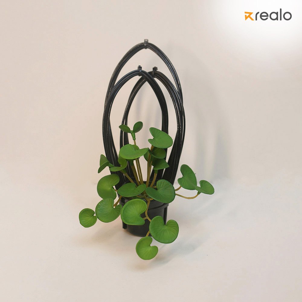 Chinese Money Plant - Image 3