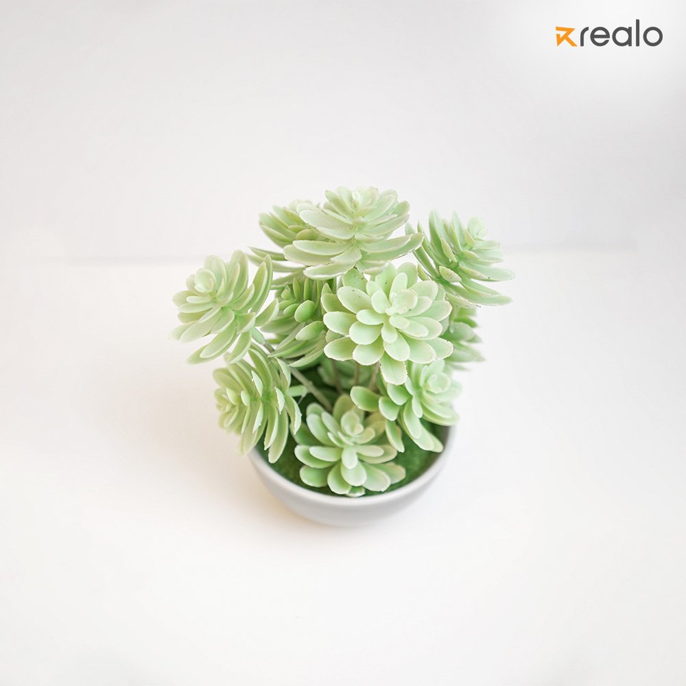 Everleaf Cascade Succulent - Image 2