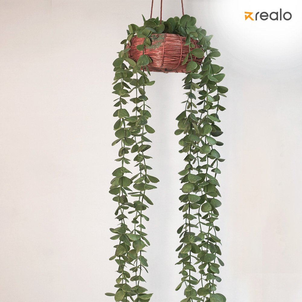 Hanging Senecio Plant - Image 3