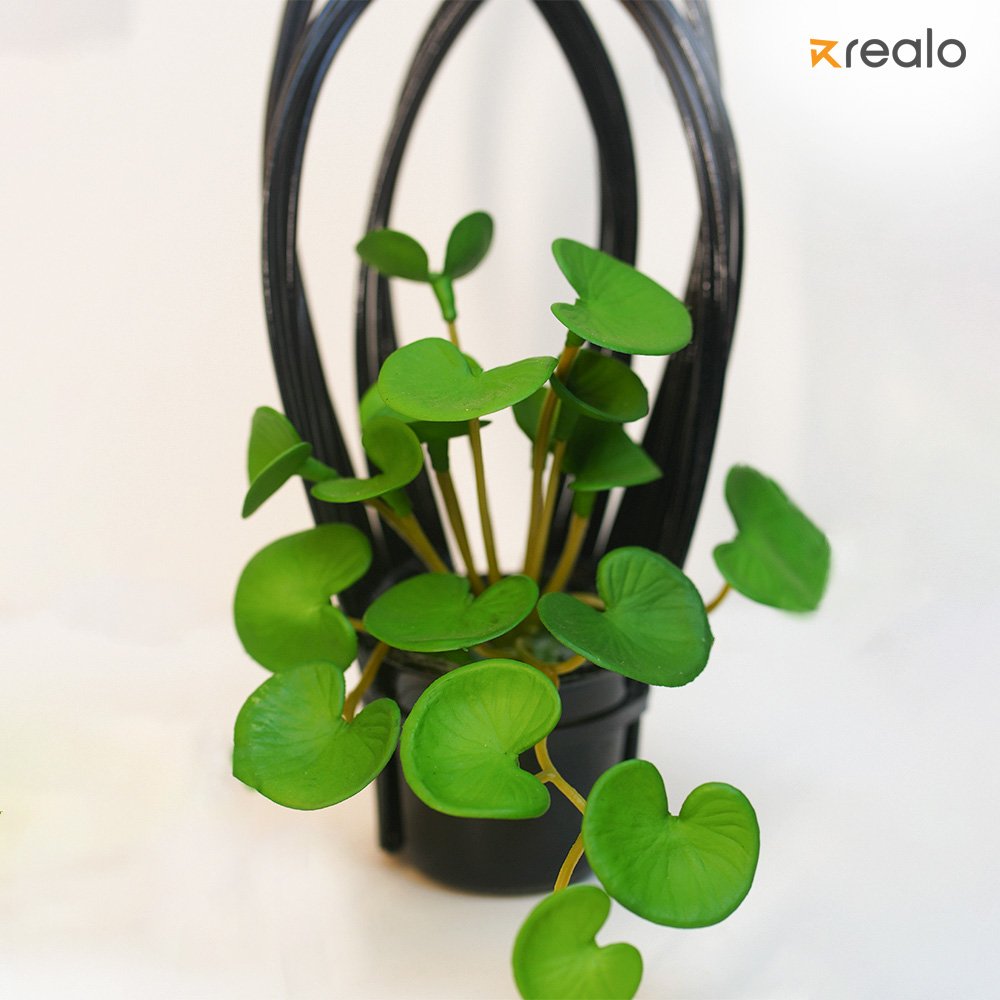 Chinese Money Plant - Image 4