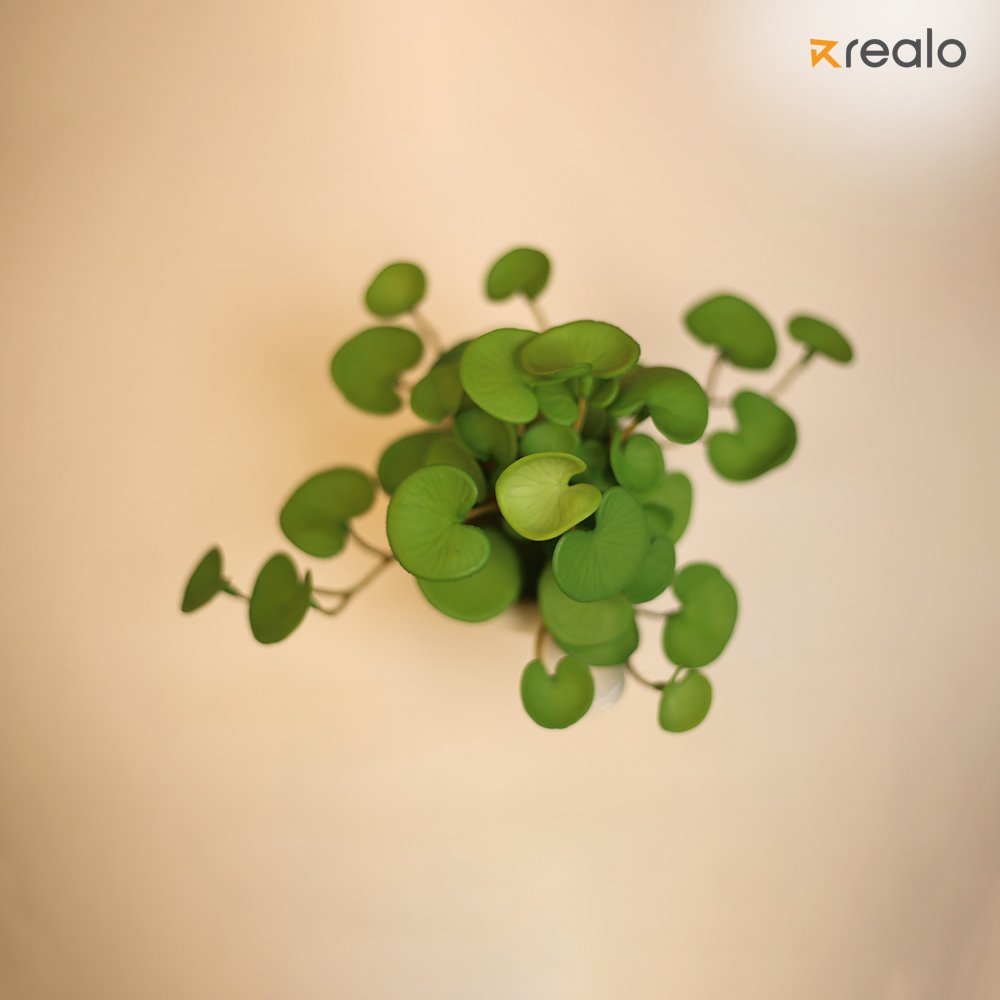 Artificial Thankuni flower - Image 4